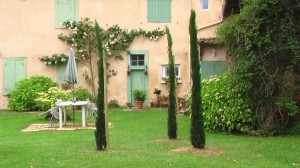 Cyprès de Provence