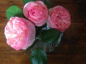 Roses du Pierre-de-Ronsard