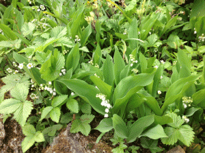 Muguet